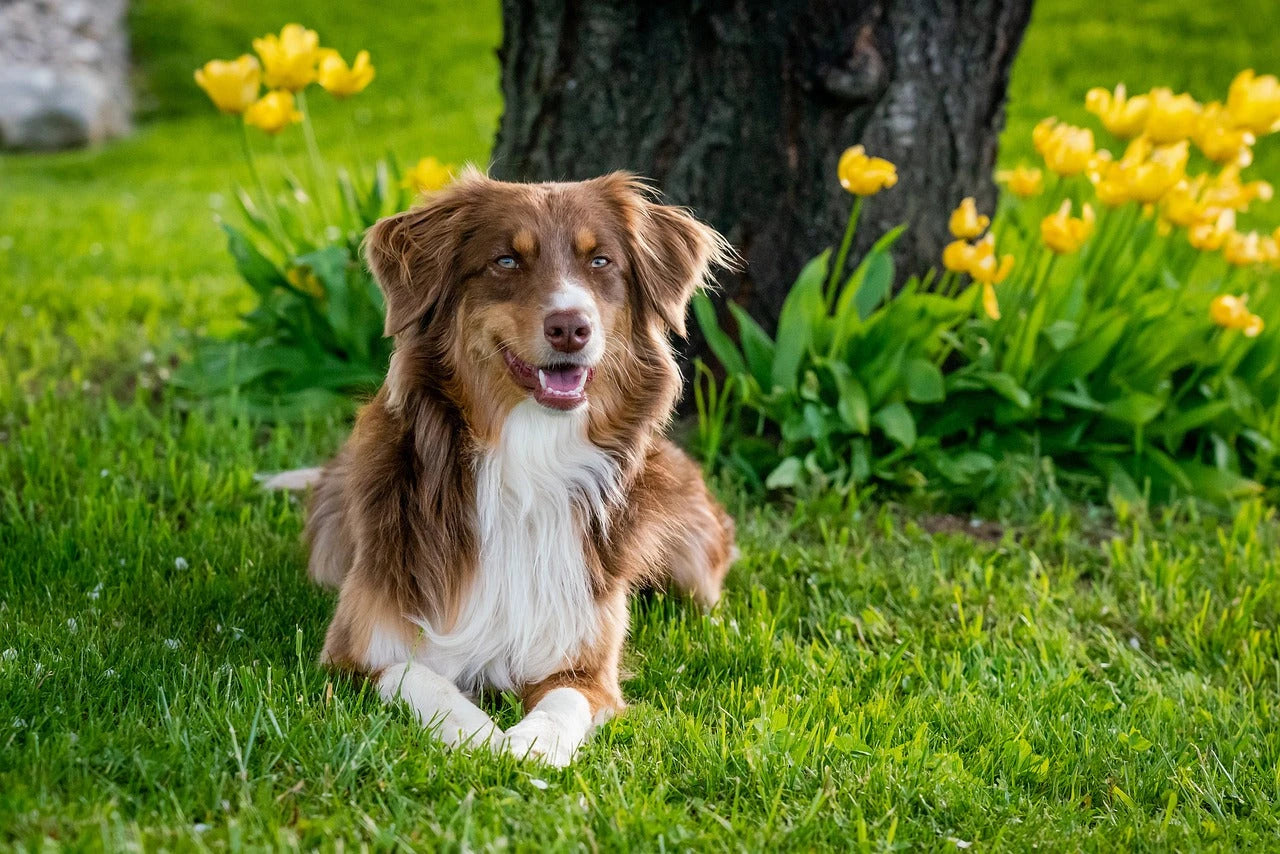 Mascotas y Jardín